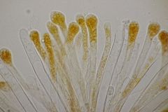 Cheilymenia granulata