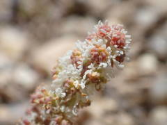 Sesamoides interrupta