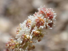 Sesamoides interrupta