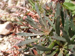 Sesamoides interrupta