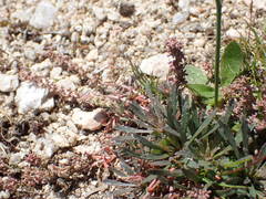 Sesamoides interrupta