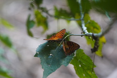 Dione glycera