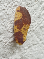 Copifrontia xantherythra