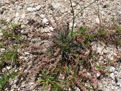 Sesamoides interrupta