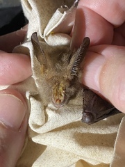 Nycteris hispida