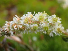 Sesamoides interrupta