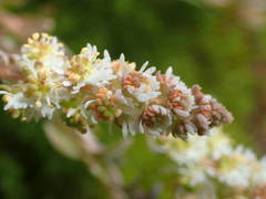 Sesamoides interrupta