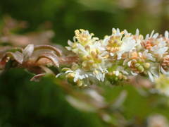 Sesamoides interrupta