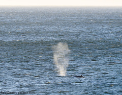 Balaenoptera edeni brydei