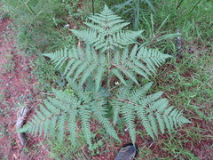 Pteridium aquilinum feei