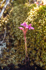 Disa vaginata