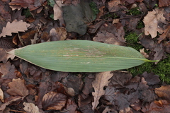 Puccinia longicornis