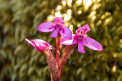 Disa vaginata