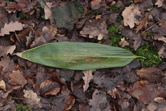 Puccinia longicornis