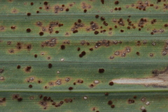 Puccinia longicornis