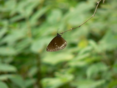 Euploea klugii