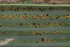 Puccinia longicornis