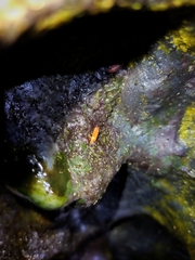 Androniscus dentiger