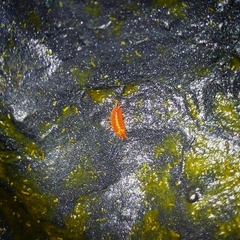 Androniscus dentiger