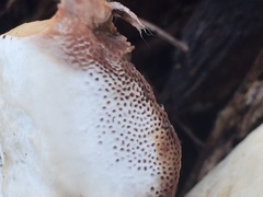 Navisporus floccosus