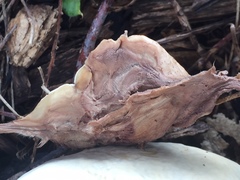 Navisporus floccosus