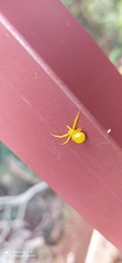 Thomisidae