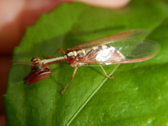 Asperala erythraea