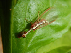 Asperala erythraea