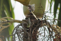Anthracothorax aurulentus