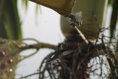 Anthracothorax aurulentus