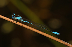 Austroagrion cyane
