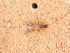 Braconidae