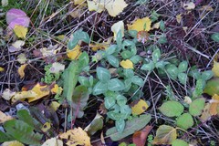 Trifolium pratense