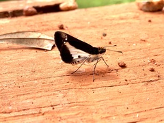 Vettius jabesa