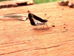 Vettius jabesa