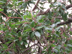 Arbutus tessellata