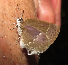 Nicolaea opalia