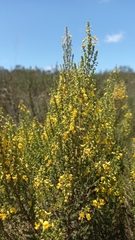 Aspalathus obtusifolia