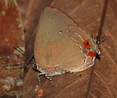 Olynthus punctum