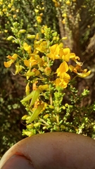 Aspalathus obtusifolia
