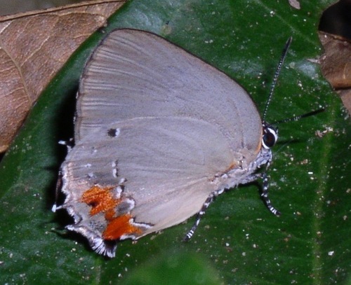 Olynthus essus · iNaturalist