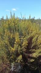 Aspalathus obtusifolia