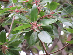 Arbutus tessellata