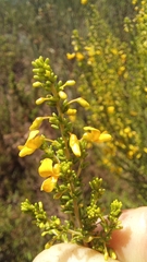Aspalathus obtusifolia
