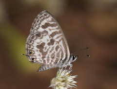 Leptotes plinius plinius