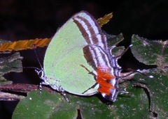 Paiwarria telemus