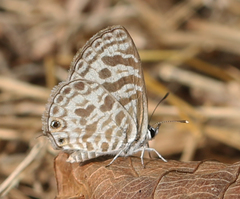 Leptotes plinius plinius