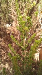 Aspalathus obtusifolia