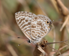 Leptotes plinius plinius