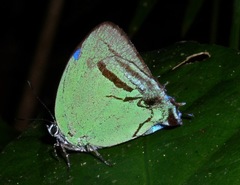 Paiwarria telemus